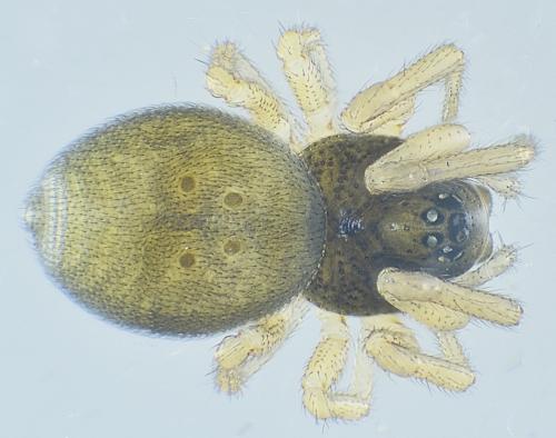 Réf. 286 525 : Pelecopsis parallela